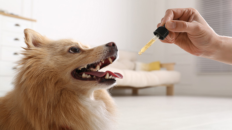 Image of Dog being given CBD Oil for joint pain