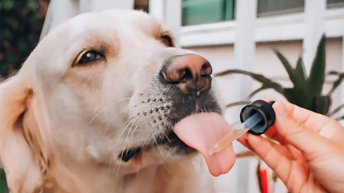 Image of Dog tasting CBD Oil for arthritis
